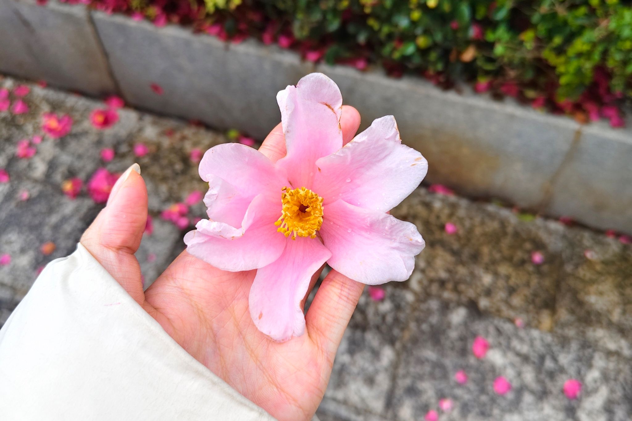 威廉希尔中文网站平台