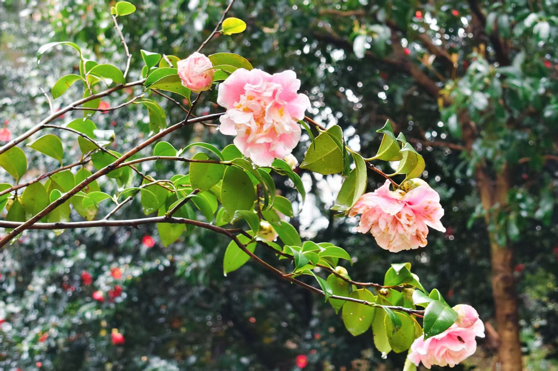 威廉希尔中文网站平台