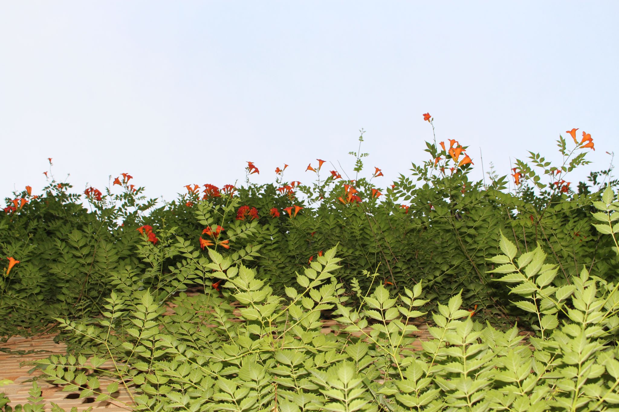 威廉希尔中文网站平台