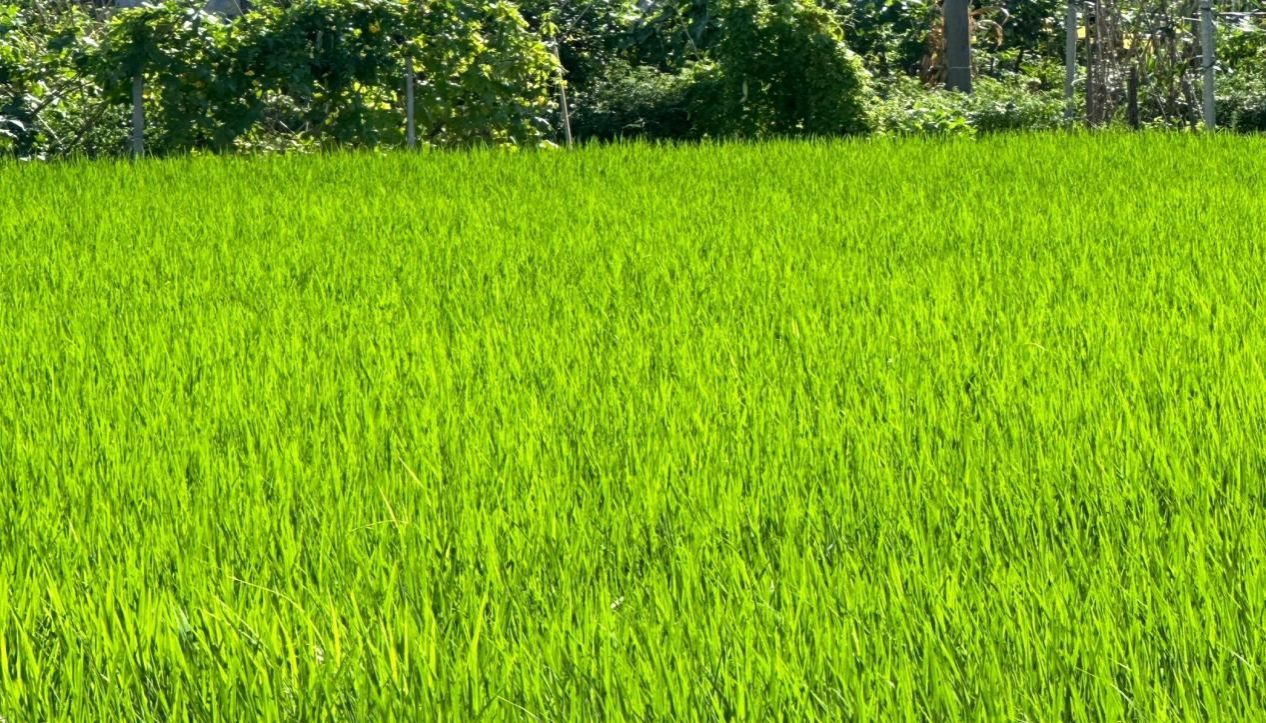 威廉希尔中文网站平台