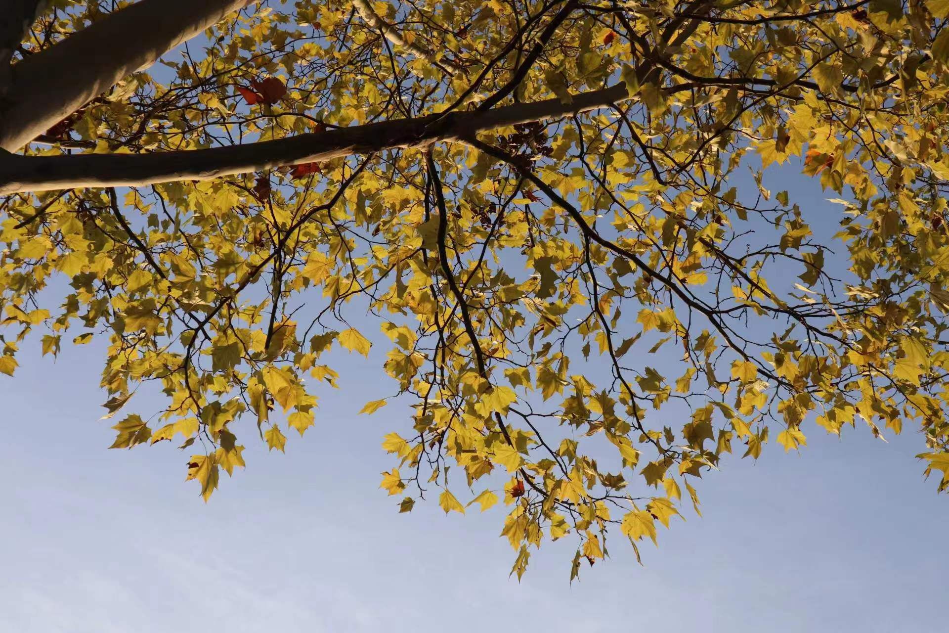 威廉希尔中文网站平台