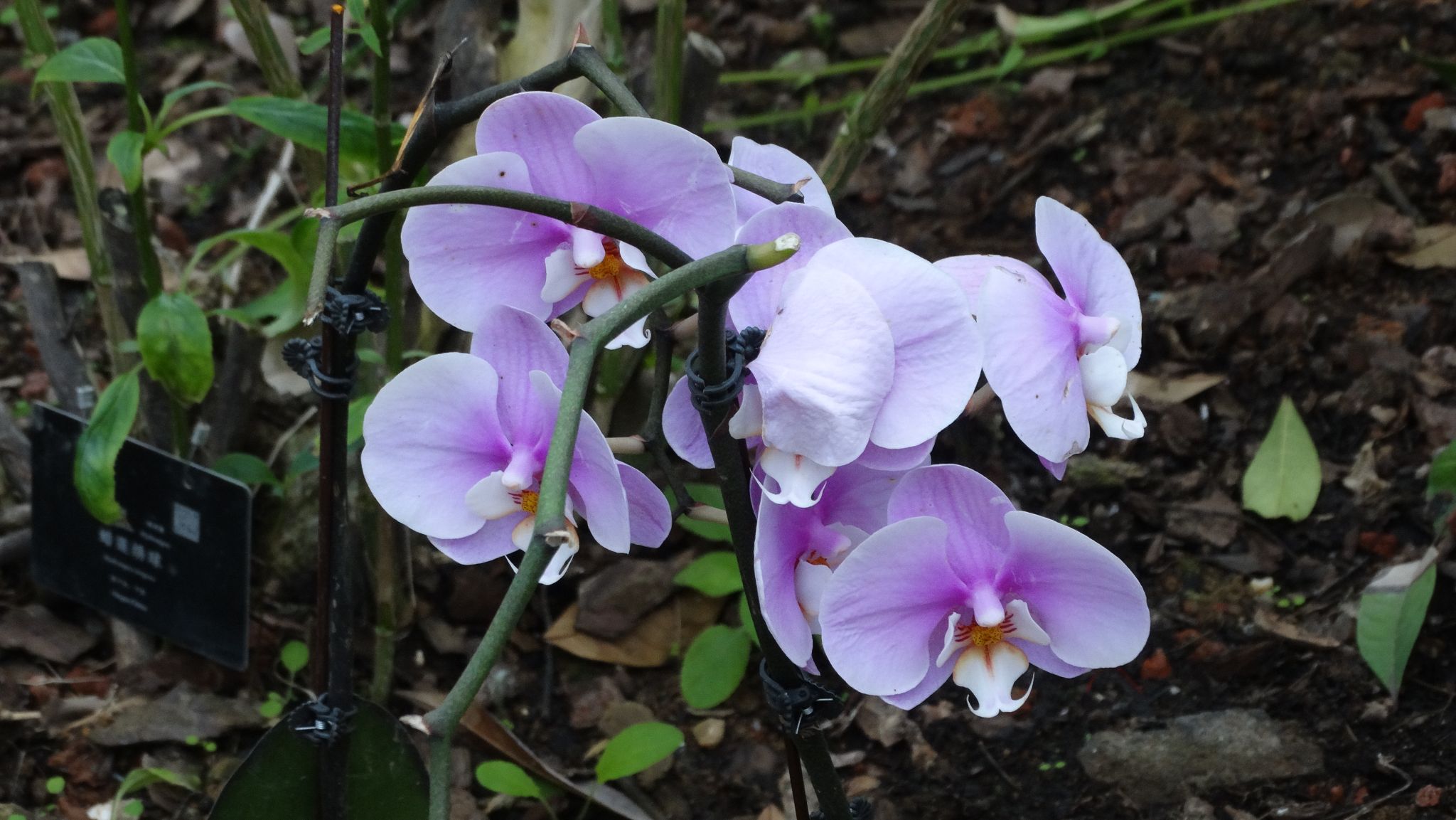 威廉希尔中文网站平台